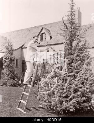 Mann, die Kiefer in seinem Garten Dekoration Stockfoto