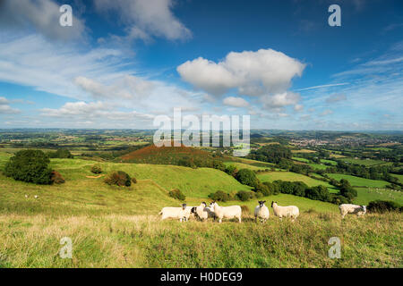 Die Aussicht vom Steinbruch Hill über an Colmers Hügel in der Nähe von Bridport in Dorset Stockfoto