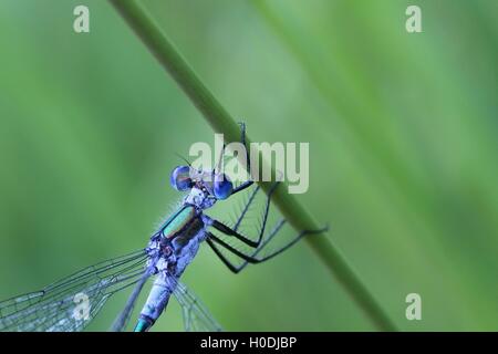 Emerald Damselfly, Lestes sponsa Stockfoto