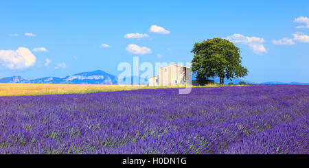 Lavendel Blumen blühen, Feld, Weizen, Haus und einsame Baum. Panorama-Blick. Plateau de Valensole, Provence, Frankreich, Europa. Stockfoto
