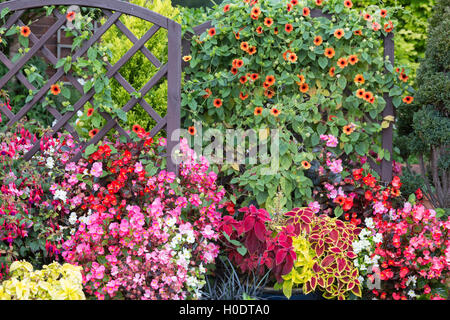 Sommer Bettwäsche mit Black-Eyed Susan und Coleus, England, Großbritannien Stockfoto