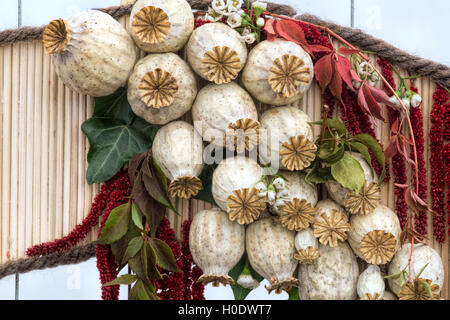 Blumenkunst im Herbst. Samenkapseln im Herbst Harrogate Blumenausstellung Kreisen. Harrogate North Yorkshire, England Stockfoto