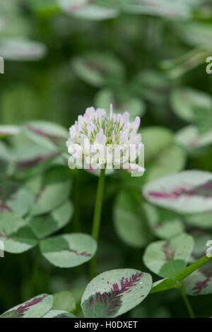 Trifolium Repens 'Drachen Blut'. Bunte Klee Blüte und Blätter Stockfoto