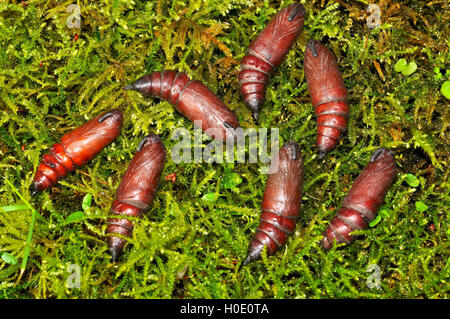 Kiefernhahnmotte (Sphinx ligustri) puppen sich auf Moos Stockfoto