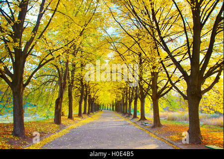 Herbst leere Gasse im Botanischen Garten bei Sonnenuntergang. Kiew, Ukraine Stockfoto