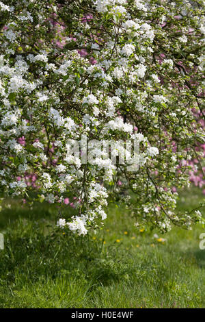 Malus Prunifolia Var Macrocarpa. Crab Apple Blossom in einem englischen Obstgarten. Stockfoto