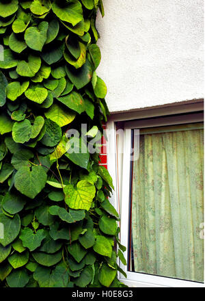 Fragment der weißen Wände des Hauses mit einem Fenster, bewachsen mit Efeu wächst vertikal auf der linken Seite des leeren Raumes Stockfoto