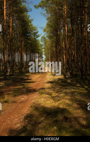 Wald, Sandweg unter Kiefern und Fichten in Bory Borów Nationalpark im Sommer unter blauem Himmel. Interessante si Stockfoto