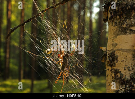 Spinnennetz mit Blätter und klebt, im Wald auf einen Baum-Stamm-Birke eingehängt. Bory Borów Nationa Park im Sommer. Horizontale vi Stockfoto