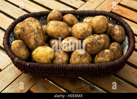 Weidenkorb voller frisch gegrabene Kartoffeln stehen auf einem Tisch mit Holzbohlen. Polen, September. Enge, horizontale Ansicht. Stockfoto