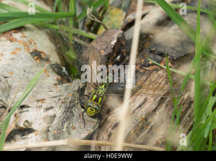 Weiblichen südlichen Hawker Libelle (Aeshna Cyanea) Legeverhalten auf Login-Teich in Surrey, England Stockfoto