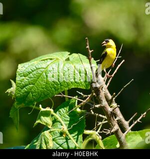 Amerikanische Stieglitz thront auf einem Ast Stockfoto