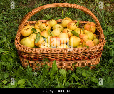 Korb mit schönen gelben Birnen auf Rasen Stockfoto