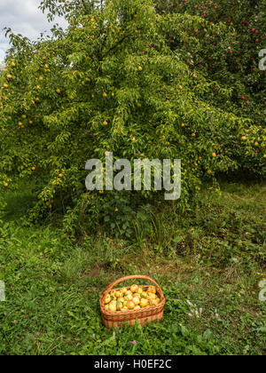 Korb mit schönen gelben Birnen auf Rasen mit Baum-Hintergrund Stockfoto