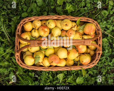 Korb mit schönen gelben Birnen auf Rasen Stockfoto