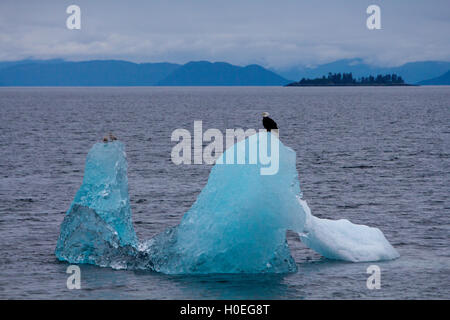 Weißkopf-Seeadler thront auf einem Stück blaues Gletschereis in Südost-Alaska Stockfoto