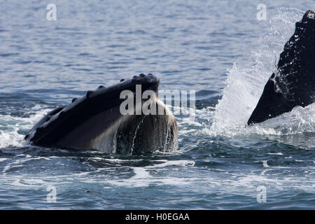 Ein Buckelwal Fütterung auf einzigartige Weise in Southeast Alaska mit seiner Brust Flossen, Corral juvenile Lachs zu helfen Stockfoto