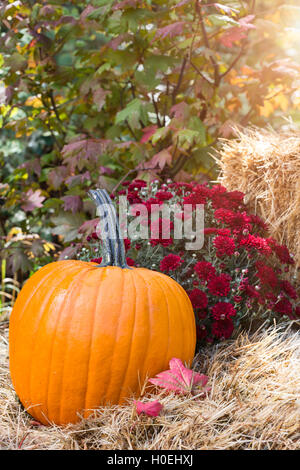 Herbstszene Stillleben mit Heuballen, Mütter und Kürbisse Stockfoto