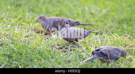 Trauer-Tauben, Turteltauben (Zenaida Macroura) Fütterung im grünen Rasen, auf der Suche nach Samen da verteilt. Stockfoto