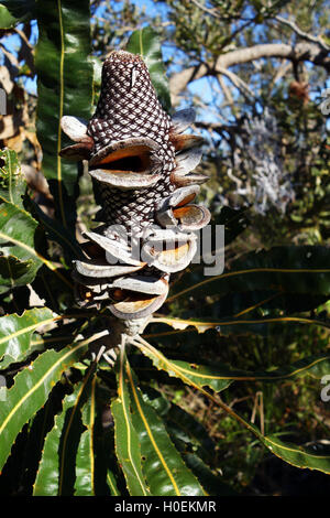 Samen Kegel von Brennholz Banksien (Banksia Menziesii), Koondoola regionale Buschland, Perth, Western Australia Stockfoto