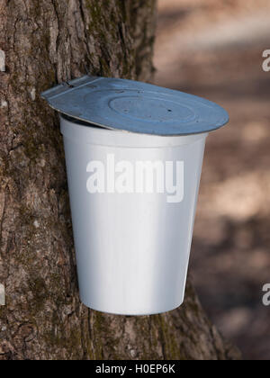 Einzelne Ahornsirup Eimer auf Baum-Nahaufnahme Stockfoto