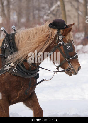 Pferd mit Hut ziehen Schlitten im winter Stockfoto