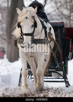 Weißes Pferd ziehen schwarze Schlitten im winter Stockfoto