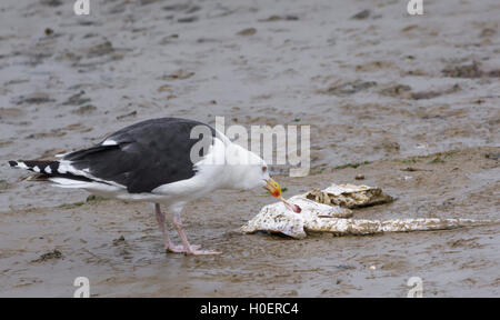 Große Schwarze Backed Gull (Larus marinus) Essen einem toten Fisch in West Sussex, England, UK. Stockfoto