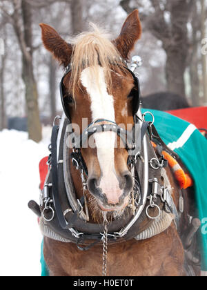 Pferd mit Hut ziehen Schlitten im winter Stockfoto