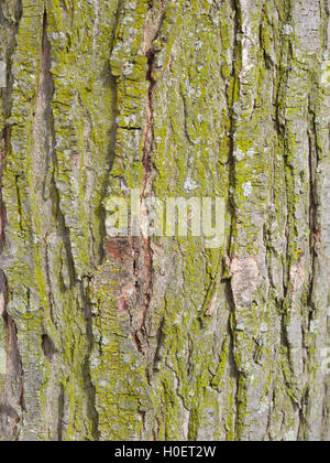 Baum-Rinde-Textur Stockfoto