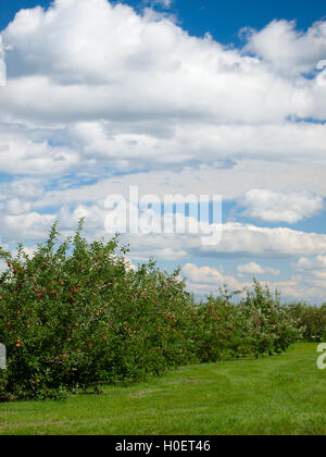 Apfelplantage mit reifen Äpfel an den Bäumen Stockfoto