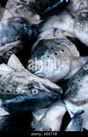 Leiter der Lachs auf einem Marktstand Stockfoto