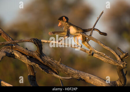 Baby Chacma Pavian (Papio Ursinus) spielen auf einem umgestürzten Baum in warmes Licht. Stockfoto
