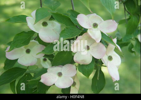 Im Frühling blüht der Dogwood (Cornus Mas) Stockfoto