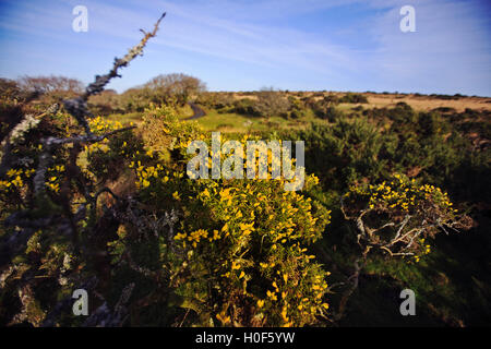Gelbe Blüten einen Ginster [Ginster Bush] Ulex Europaeus, vor blauem Himmel auf Bodmin Moor Stockfoto
