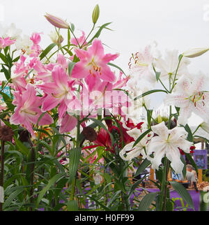 Rosa und weiße Orientalische Lilien gegen einen hellen Himmel bei der RHS Flower Show in Tatton Park, Knutsford, Cheshire, im Jahr 2016. Stockfoto