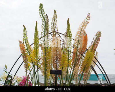 Gelb und orange Foxtail Lilien (Eremurus Robustus) bei der RHS Flower Show in Tatton Park, Knutsford, Cheshire, im Jahr 2016. Stockfoto