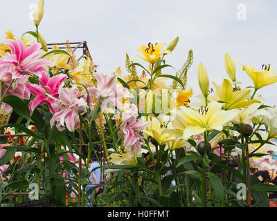 Rosa und gelbe orientalischen Lilien gegen einen hellen Himmel bei der RHS Flower Show in Tatton Park, Knutsford, Cheshire, im Jahr 2016. Stockfoto