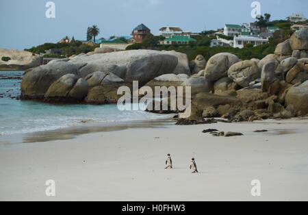Boulders Beach Pinguine Stockfoto