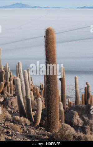 Sonnenaufgang über der Salar de Uyuni zur Isla Incahuasi, Südwesten Boliviens Stockfoto