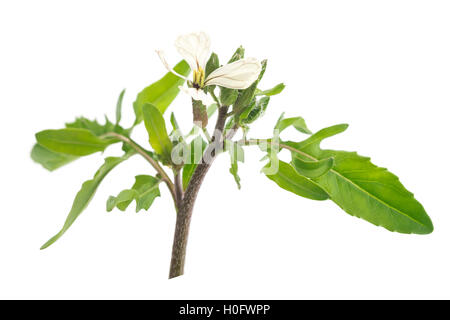 Rucola oder Rucola Blumen blühen Stockfoto