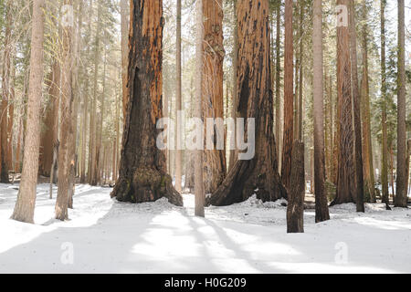 Schneebedeckte Boden des kalifornischen Sequoia National Park Stockfoto