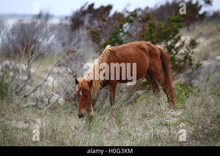 Wilde spanische Mustangs von Shackleford Banks North Carolina Stockfoto