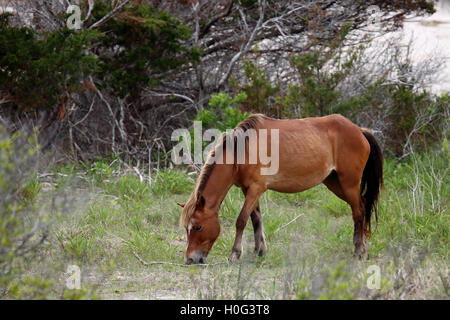 Wilde spanische Mustangs von Shackleford Banks North Carolina Stockfoto