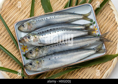 Frische rohe Sardine Lodde Fisch auf Bambus-Tablett mit grünem Blatt Stockfoto