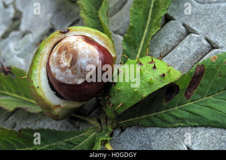 Rosskastanien, perfekt für Herbst Conkers in England, UK Stockfoto