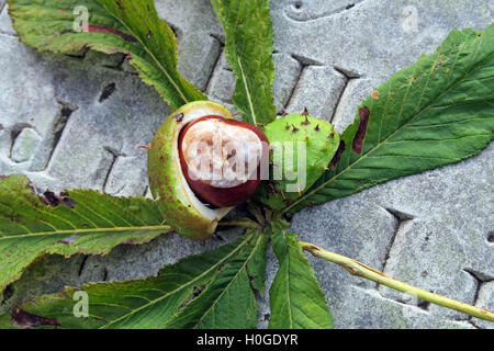 Rosskastanien, perfekt für Herbst Conkers in England, UK Stockfoto