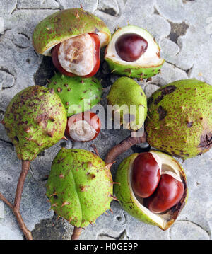 Rosskastanien, perfekt für Herbst Conkers in England, UK Stockfoto