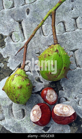 Rosskastanien, perfekt für Herbst Conkers in England, UK Stockfoto