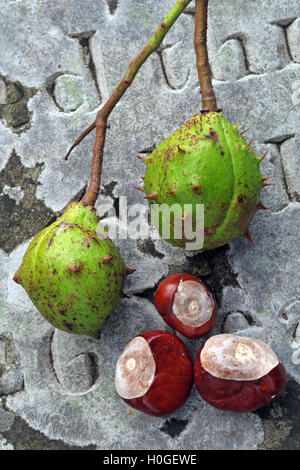 Rosskastanien, perfekt für Herbst Conkers in England, UK Stockfoto